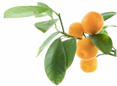 Imperial Earl Grey Syrup Recipe